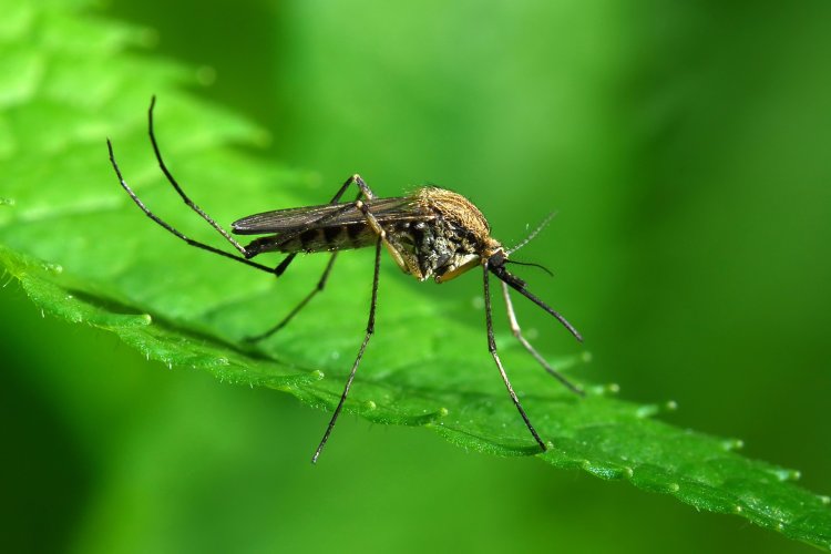 Как бороться с комарами