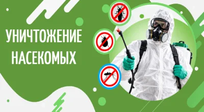 Дезинсекция