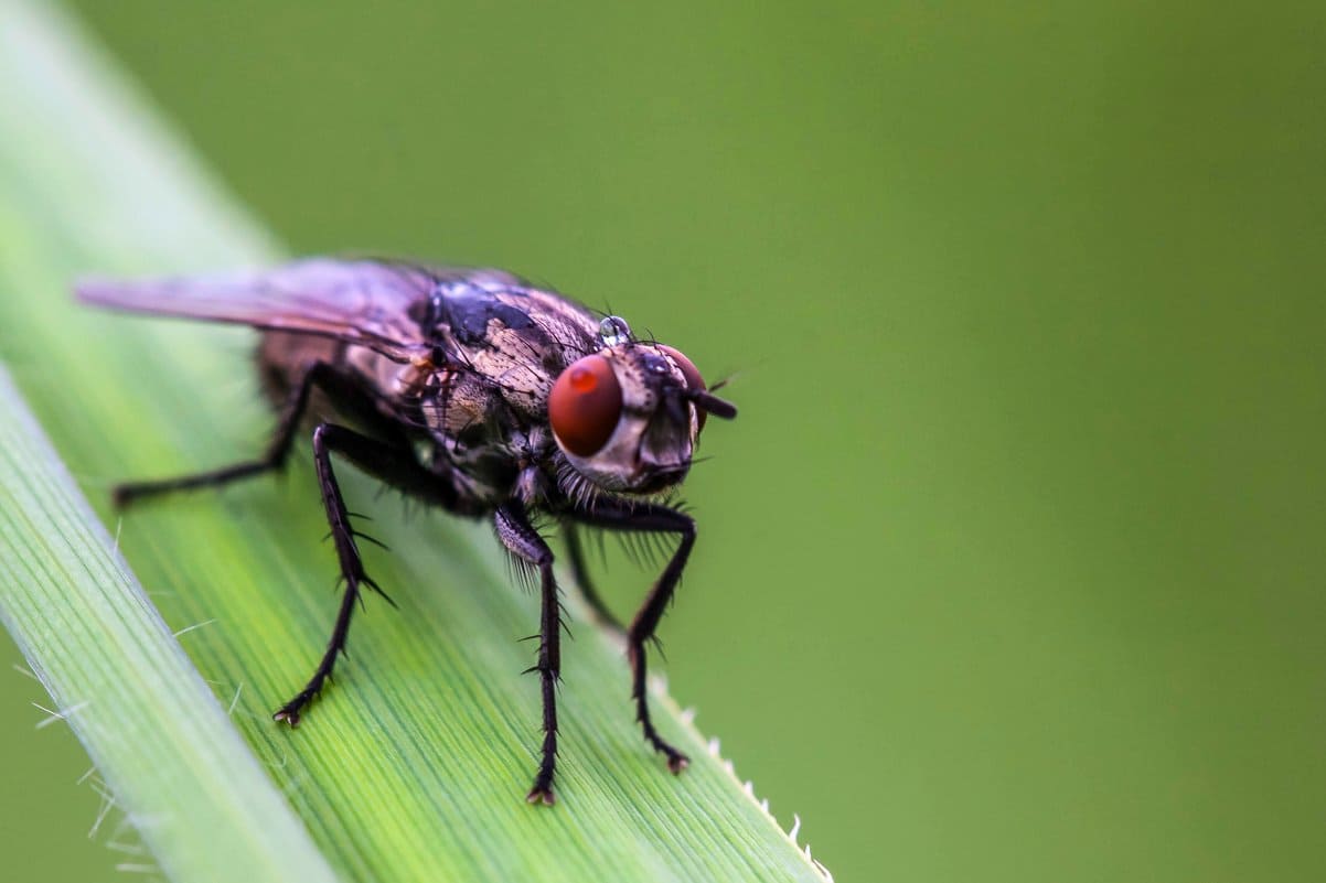Какие виды мух могут жить в вашем доме?